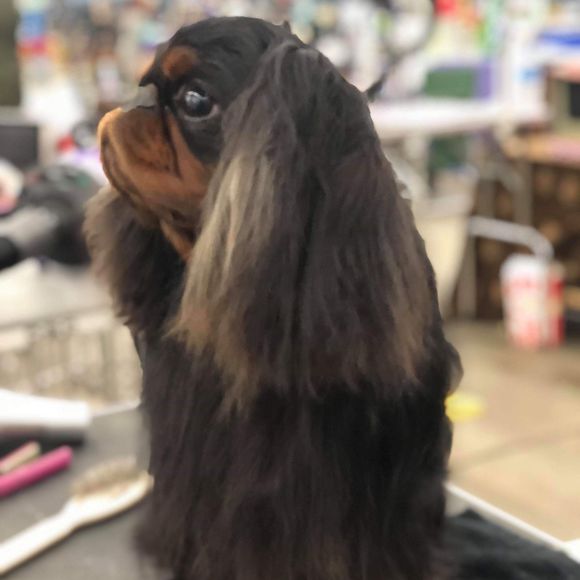 Meet your Posher, Jessica - Picture 1 of 1